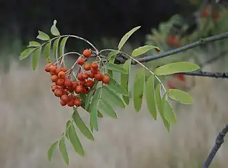alternativní popis obrázku chybí