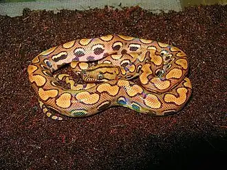 popis obrázku chybí