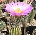 Echinocereus palmeri