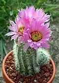 Echinocereus reichenbachii