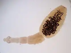 alternativní popis obrázku chybí