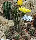 Echinopsis aurea