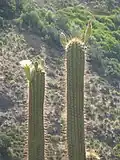 Echinopsis chiloensis