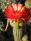 Echinopsis huascha var. rubriflora