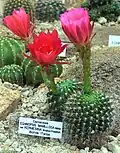 Echinopsis mamillosa