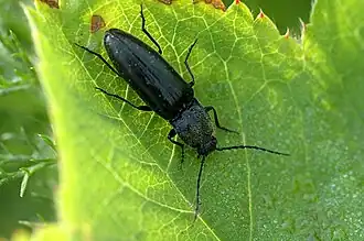 alternativní popis obrázku chybí