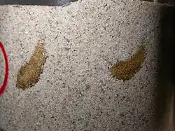 Dvě ootéky saranče dlouhokřídlé uložené v substrátu (odchov)