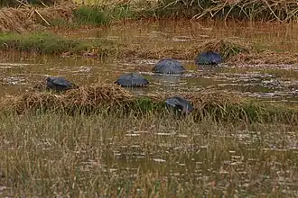 alternativní popis obrázku chybí