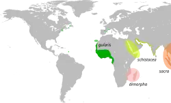 Rozšíření volavky západní s jejími poddruhy a podobnými druhy.