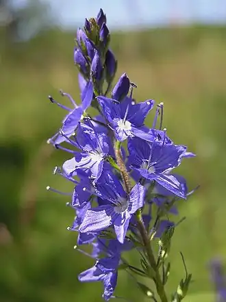 alternativní popis obrázku chybí