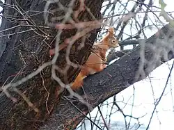 Barevná fotografie zachycující veverku, které sedí mezi dvěma kmeny stromů