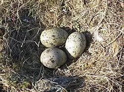 Hnědě mramorovaná ptačí vejce