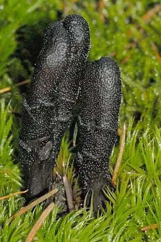 alternativní popis obrázku chybí