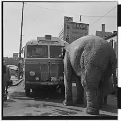 Slon na náměstí v Grønlandu, 1954