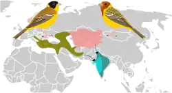 Areál rozšíření