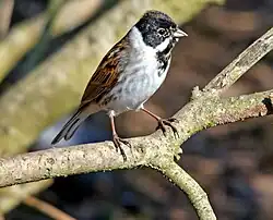 alternativní popis obrázku chybí