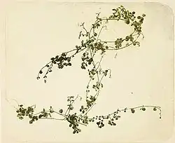 Linnaea borealis, kolorováno