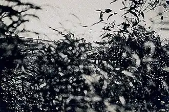 Několik ptáků emu u napajedla