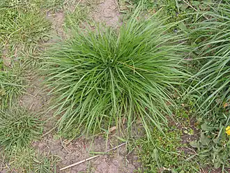 Jílek vytrvalý tvoří trsy dlouhých štíhlých listů