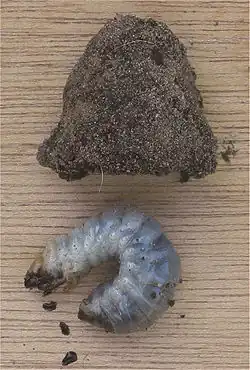 Ponrava chrousta obecného