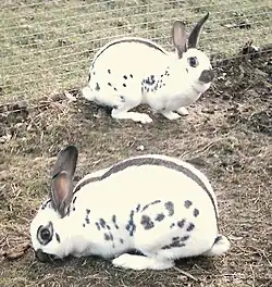 Pár černých anglických strakáčů