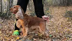 Anglický kokršpaněl (Elis Rosmery - majitel Vanesa Krbová)