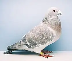 Anglický výstavní holub bělouš