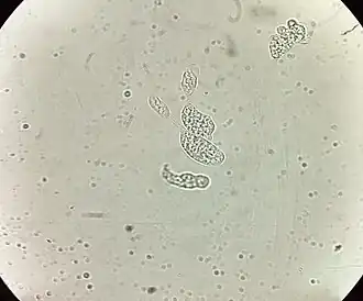 alternativní popis obrázku chybí