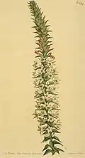 Epacris purpurascens
