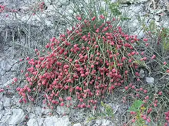 alternativní popis obrázku chybí