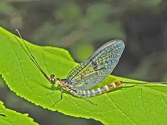 alternativní popis obrázku chybí