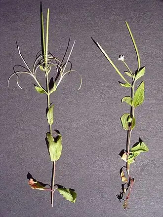 popis obrázku chybí