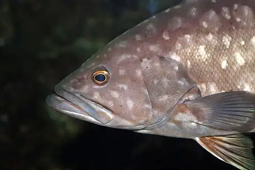Kanic vroubený (Epinephelus marginatus), podčeleď Epinephelinae
