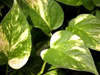 alternativní popis obrázku chybí