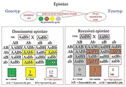 Dominantní a recesivní epistáze