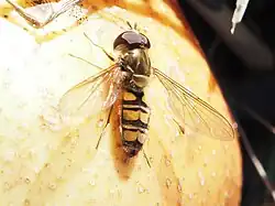 pestřenka pruhovaná (Episyrphus balteatus)