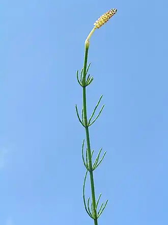 alternativní popis obrázku chybí