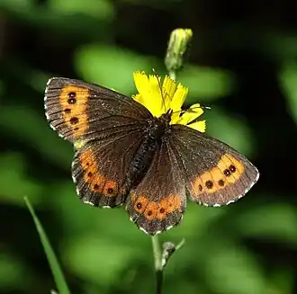 alternativní popis obrázku chybí