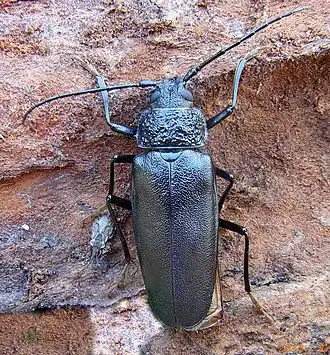 alternativní popis obrázku chybí