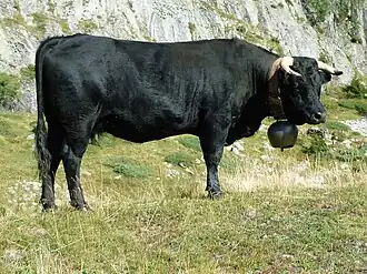 kráva plemene eringer