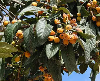 alternativní popis obrázku chybí