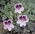 Erodium × kolbianum 'Natasha'