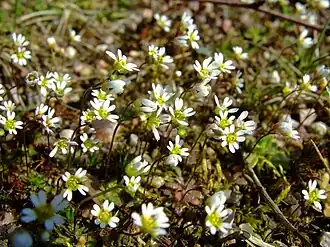 Osívka jarní (Erophila verna)