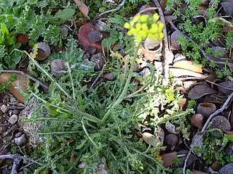 alternativní popis obrázku chybí