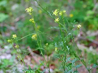 alternativní popis obrázku chybí