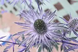 Kultivar Eryngium planum 'Blue Glitter'