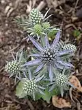 Kultivar Eryngium planum 'Blue Hobbit'