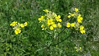 trýzel rozvětvený