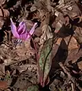Erythronium dens-canis