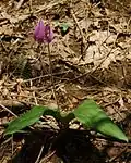 Erythronium japonicum